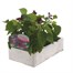 Salvia Sizzler Purple 6 Pack Boxed BeddingAlternative Image3