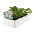 Salvia Sizzler White 6 Pack Boxed BeddingAlternative Image2
