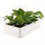 Salvia Sizzler White 6 Pack Boxed BeddingAlternative Image3