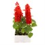 Salvia Splendens 8 Pack Boxed BeddingAlternative Image2