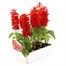 Salvia Splendens 8 Pack Boxed BeddingAlternative Image3