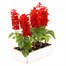 Salvia Splendens 8 Pack Boxed BeddingAlternative Image4