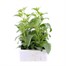 Salvia Strata 6 Pack Boxed BeddingAlternative Image2