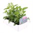 Salvia Strata 6 Pack Boxed BeddingAlternative Image3