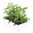 Salvia Strata 6 Pack Boxed BeddingAlternative Image4