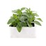 Salvia Victoria 6 Pack Boxed BeddingAlternative Image1