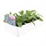 Salvia Victoria 6 Pack Boxed BeddingAlternative Image2