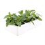 Salvia Victoria 6 Pack Boxed BeddingAlternative Image3