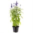 Salvia Victoria Blue 13cm Pot BeddingAlternative Image1