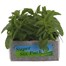 Salvia Victoria Jumbo 6 Pack Boxed BeddingAlternative Image1