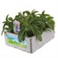 Salvia Victoria Jumbo 6 Pack Boxed BeddingAlternative Image2