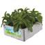 Salvia Victoria Jumbo 6 Pack Boxed BeddingAlternative Image3