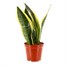 Sansevieria Trifa Laurentii Houseplant - 12cm PotAlternative Image3