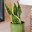 Sansevieria Trifa Laurentii HouseplantAlternative Image1