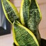 Sansevieria Trifa Laurentii HouseplantAlternative Image2