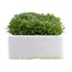 Saxifrage Pixie 6 Pack Boxed Bedding Alternative Image