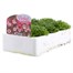 Saxifrage Pixie 6 Pack Boxed Bedding Alternative Image