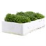 Saxifrage Pixie 6 Pack Boxed Bedding Alternative Image