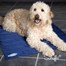 Scruffs X-Large Self Cooling Dog Cool Mat - Blue (120 x 75cm)Alternative Image2