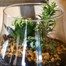 Seasonal Plant Glass Vase Indoor Arrangement Alternative Image1
