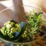 Seasonal Plant Glass Vase Indoor Arrangement Alternative Image2