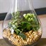 Seasonal Plant Pear Glass Indoor Arrangement Alternative Image2