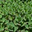 Sedum Tel Matrona Perennial Plant 9cm Pot - Set of 3Alternative Image1
