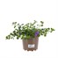 Setura Baristo Giga Mixed Trio 2L Pot BeddingAlternative Image1