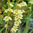 Sisyrinchium Striatum Perennial Plant 2L Pot - Set of 3 Alternative Image