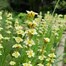 Sisyrinchium Striatum Perennial Plant 9cm Pot - Set of 3Alternative Image2