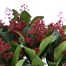 Skimmia Japonica Rubella Shrub - 17cm Pot Alternative Image