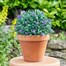 Smart Garden Artificial Topiary Lavender Ball 30cm (5601001)Alternative Image1