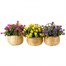 Smart Garden Basket Bouquet - Blue (5040055) Alternative Image