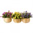 Smart Garden Basket Bouquet - Yellow (5040055)Alternative Image3