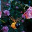 Smart Garden Bug Solar Light - Bee (1080018)Alternative Image1