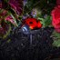 Smart Garden Ladybirds Solar Stake Light - Triple Pack (1080015)Alternative Image1