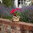 Smart Garden Owl Planter (5071005)Alternative Image1