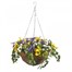 Smart Garden Pansy Hanging Basket (5040054)Alternative Image1