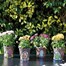 Smart Garden Pixie Pots 15cm Green Door (5071002)Alternative Image1