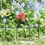 Smart Garden Smart Fence Lawn Edging 20 cm x 3m (7010046)Alternative Image1