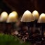 Solar Centre Forest Mushroom Solar Outdoors Lights (SC2146)Alternative Image1