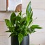 Spathiphyllum Bellini Houseplant - 12cm PotAlternative Image1