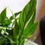 Spathiphyllum Bellini Houseplant - 12cm PotAlternative Image2