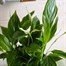 Spathiphyllum Bellini Houseplant - 12cm PotAlternative Image3
