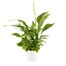 Spathiphyllum Bellini Houseplant - 12cm PotAlternative Image4
