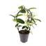 Stephanotis Houseplant - 12cm PotAlternative Image4