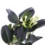 Stephanotis Houseplant - 12cm PotAlternative Image5