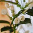 Stephanotis Houseplant - 12cm PotAlternative Image2