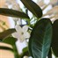 Stephanotis Houseplant - 12cm PotAlternative Image3