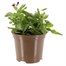 Stock Vintage Mix 2L Pot Bedding  Alternative Image